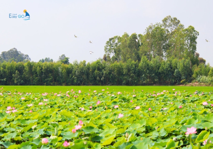 Cánh đồng hoa sen ở Đồng Tháp