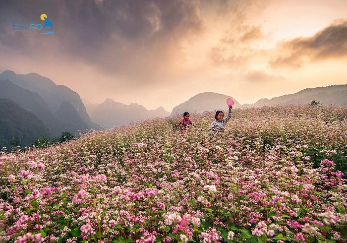 Cánh đồng hoa tam giác mạch Hà Giang