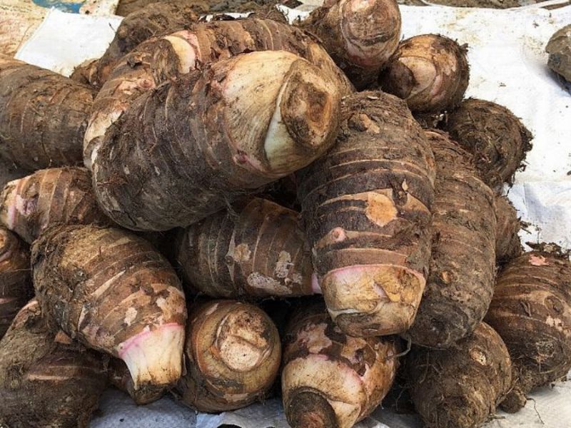 Khoai sọ mán ngọt, bùi, đậm vị