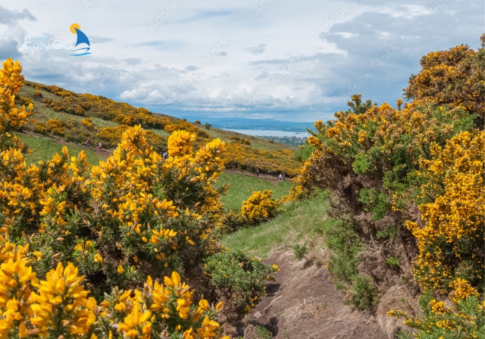 Mùa hoa kim tước