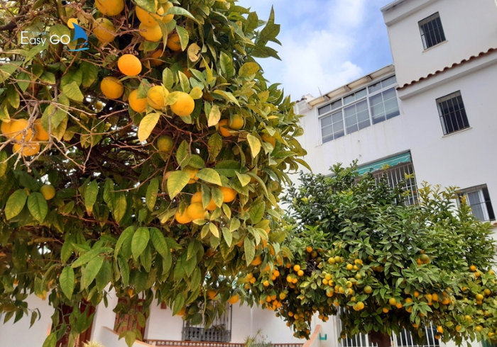 Những hàng cây cam ở thành phố Sevilla