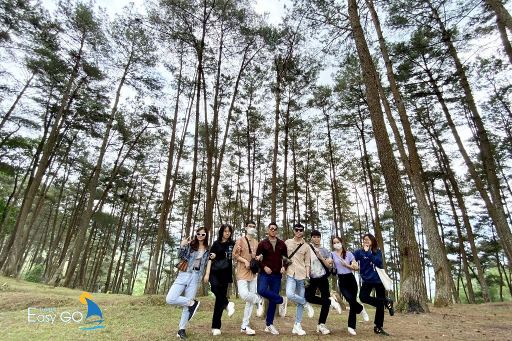 Rừng thông ở Yên Minh