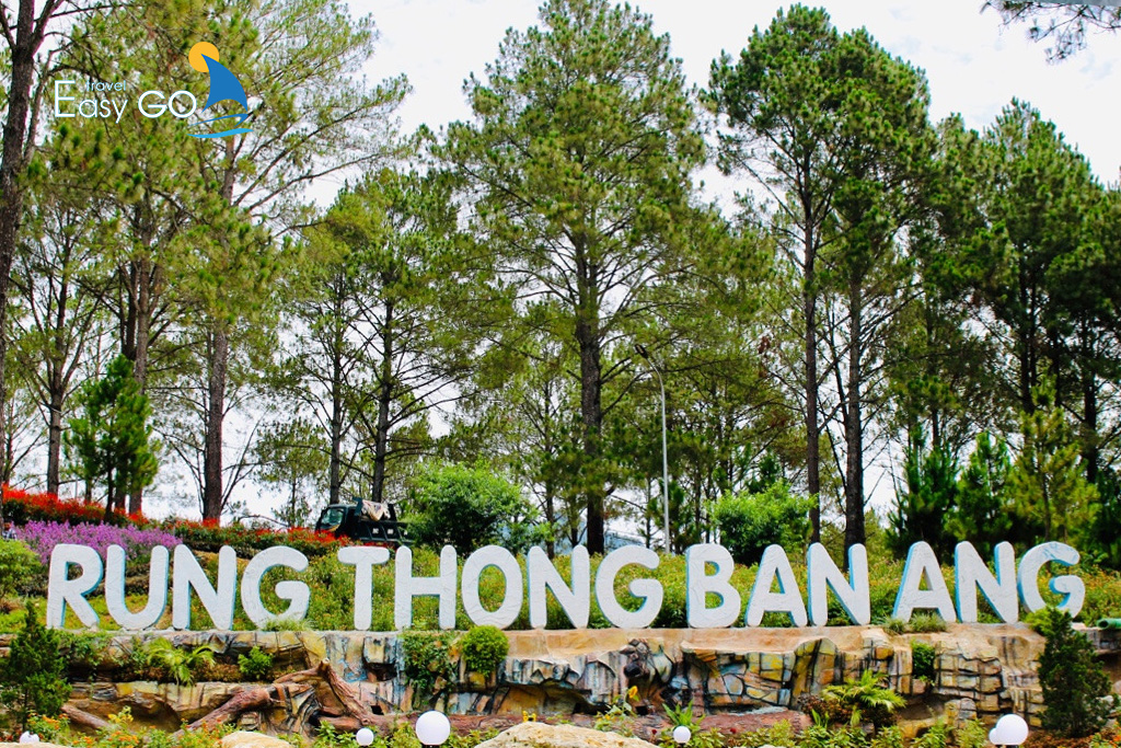 Rừng thông Bản Áng mộc châu