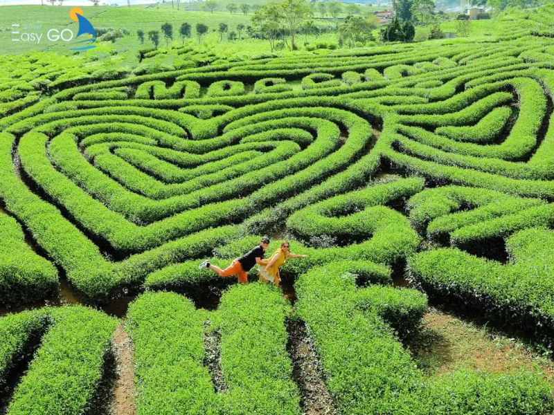 Đồi chè trái tim tại Mộc Châu