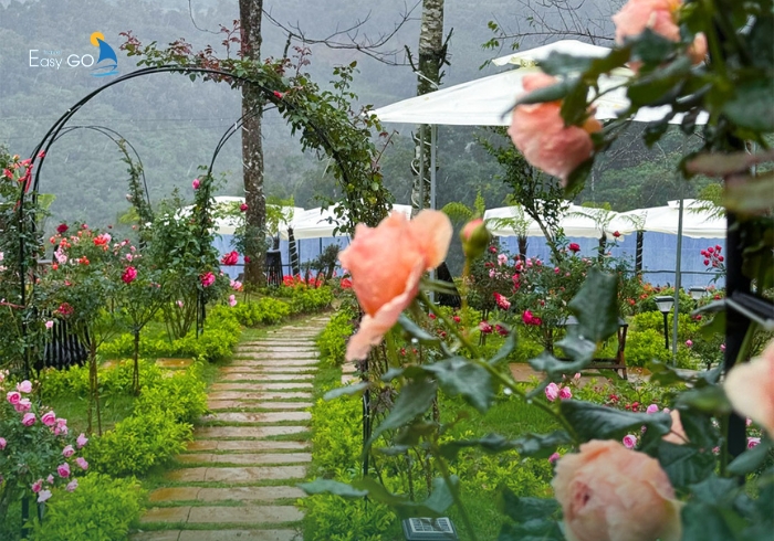 Vườn hoa hồng Măng Đen nở rộ