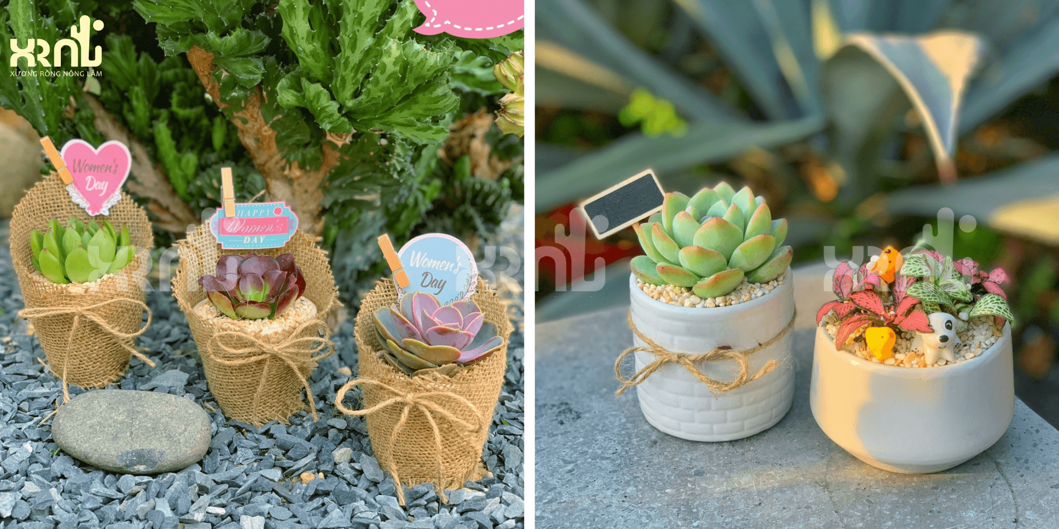 Chậu sen đá mini