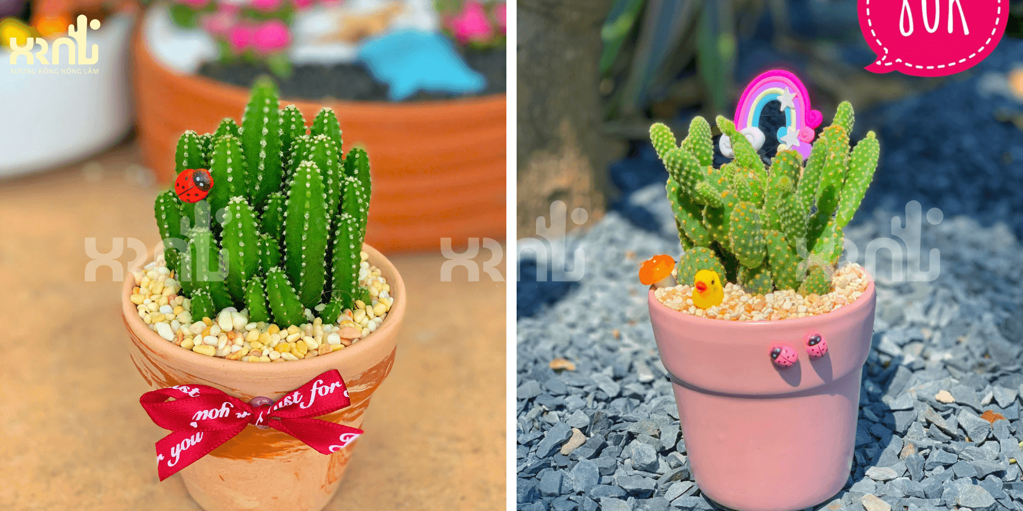 Chậu cây xương rồng để bàn