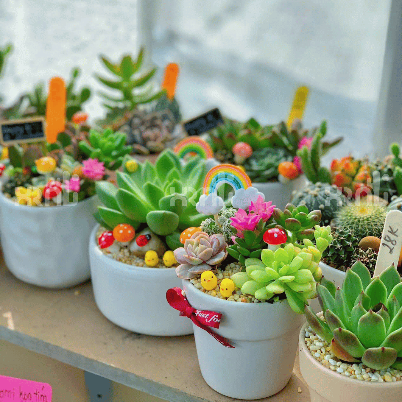 Nên chọn loại sen đá nào để mix tiểu cảnh