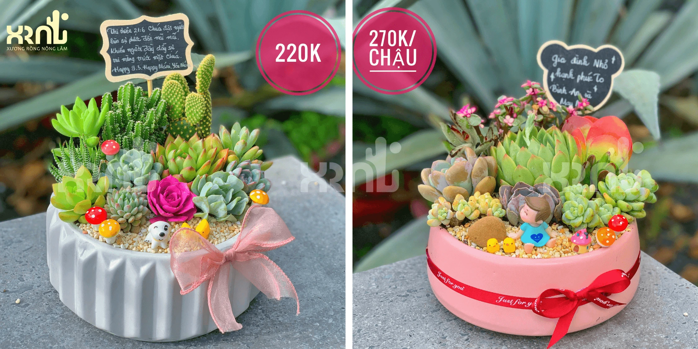 Tiểu cảnh sen đá