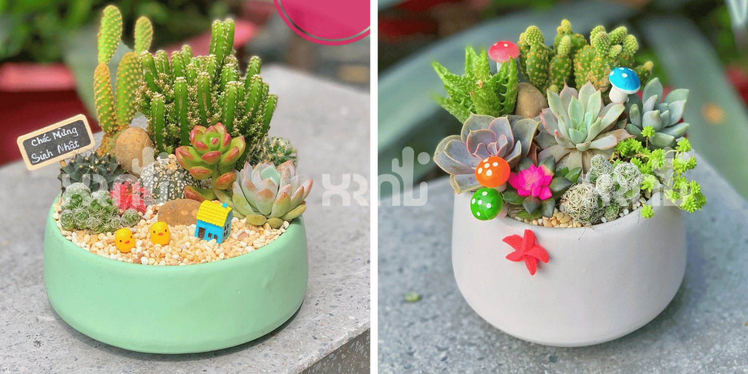 Tiểu cảnh sen đá xinh và ý nghĩa