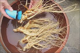 Quá trình chế biến nhân sâm.