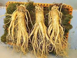 Hình ảnh củ nhân sâm Hàn Quốc tươi.