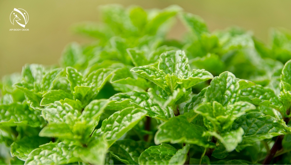 Có nên sử dụng lá bạc hà để khử mùi hôi cơ thể