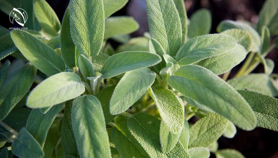 Boil sage water to wash your armpits