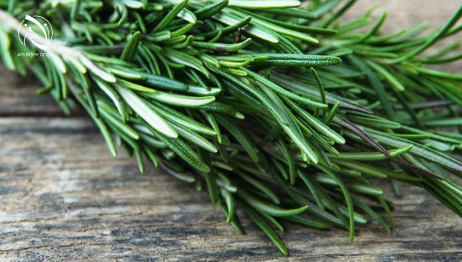 Rosemary leaves