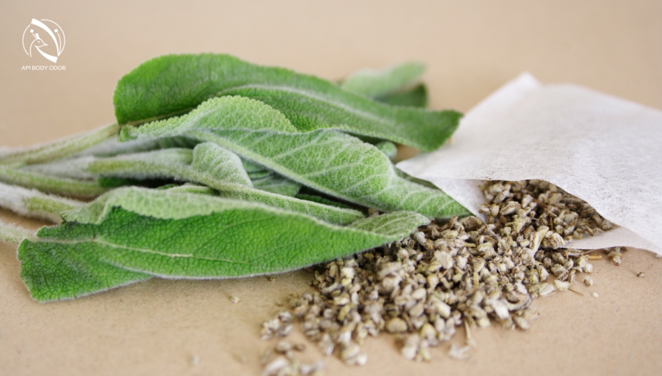 Where to buy sage leaves?