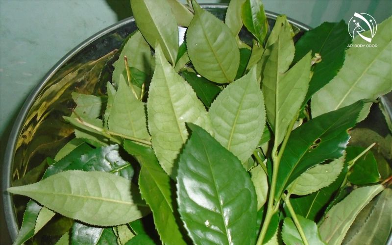 Why can you eliminate underarm odor with green tea?