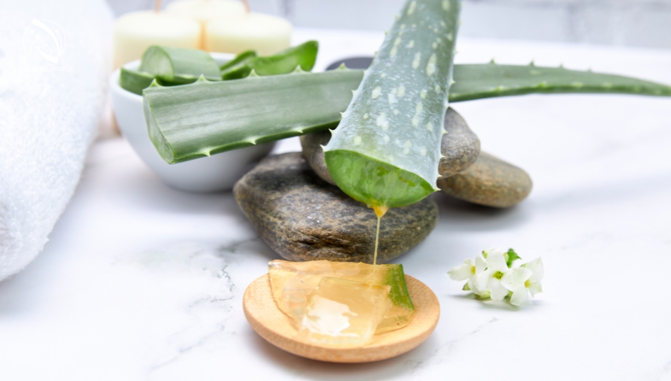 Trị thâm nách nha đam với sữa tươi