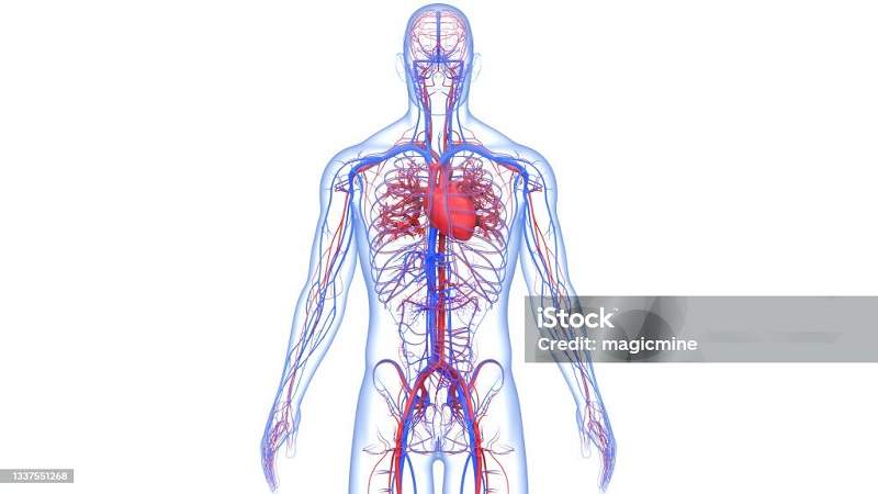 BỘ TRANH VỀ: TIM MẠCH, HÔ HẤP, TIÊU HOÁ, TIẾT NIỆU, CƠ QUAN TẠO MÁU, SỬ TRÍ NGỘ ĐỘC CẤP, SAY NẮNG, SAY NÓNG, NGẠT NƯỚC, RẮN CẮN,…