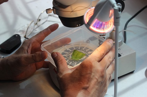 KÍNH HIỂN VI SINH HỌC NÀO PHÙ HỢP NHẤT CHO HỌC SINH THỰC HÀNH