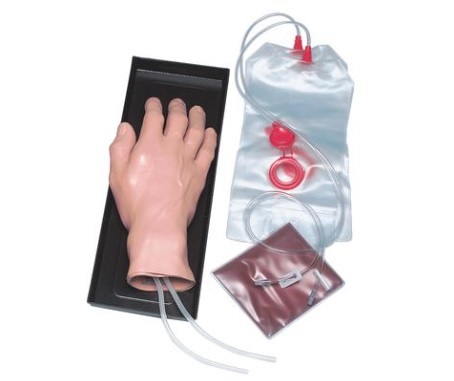 MÔ HÌNH BÀN TAY ĐÀO TẠO LẤY MÁU VÀ TIÊM TRUYỀN TĨNH MẠCH - 1005754- 3B SCIENTIFIC
