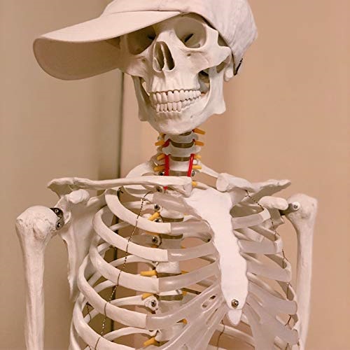 MÔ HÌNH BỘ XƯƠNG NGƯỜI 85CM MÀU TRẮNG CÓ DÂY CHẰNG