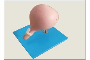 Mô hình cắt bao quy đầu cổ tử cung