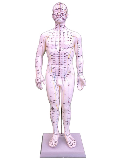 Mô hình châm cứu nam 50CM XC-503