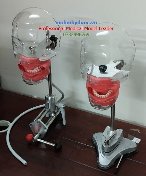 mô hình thực hành chăm sóc nha khoa