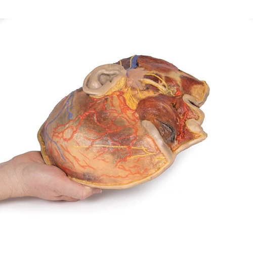 Mô hình giải phẫu cấu trúc bên trong trái tim in 3D Erler zimmer