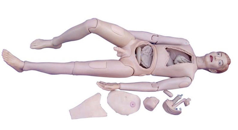 MÔ HÌNH ĐIỀU DƯỠNG NGƯỜI LỚN KHÔNG ĐO HUYẾT ÁP XC-401A