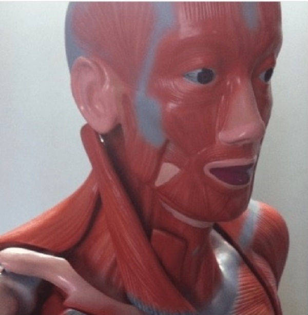 Mô hình giải phẫu cơ the người