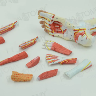 MÔ HÌNH GIẢI PHẪU CƠ BÀN CHÂN NGƯỜI, KHỚP BÀN CHÂN, DÂY THẦN KINH, PVC CAO CẤP