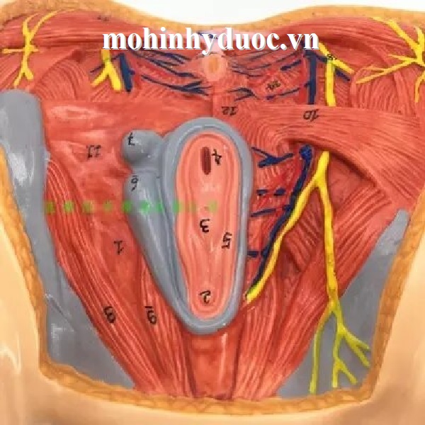 Mô hình giải phẫu cơ the người