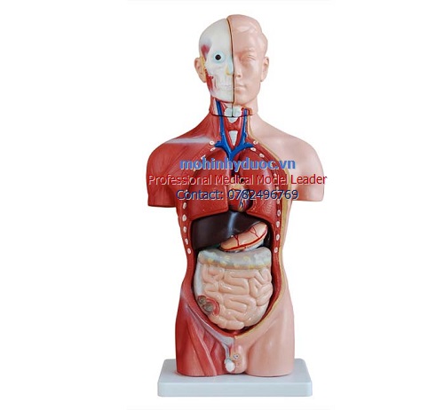 MÔ HÌNH GIẢI PHẪU CƠ THỂ NGƯỜI BÁN THÂN KÈM 42CM, 13 PHẦN