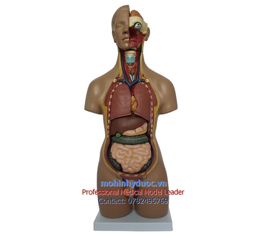 MÔ HÌNH GIẢI PHẪU CƠ THỂ NGƯỜI BÁN THÂN 55CM 20 PHẦN