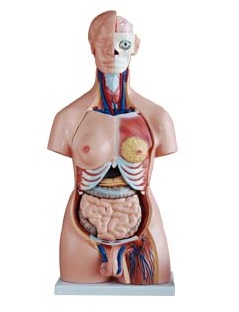 MÔ HÌNH GIẢI PHẪU CƠ THỂ NGƯỜI BÁN THÂN KÈM NỘI TẠNG 85CM