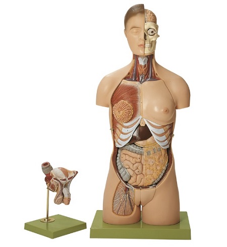 Mô hình giải phuẫ người bán thân có đầu và cơ quan sinh dục nam và nữ hoán đổi Samso