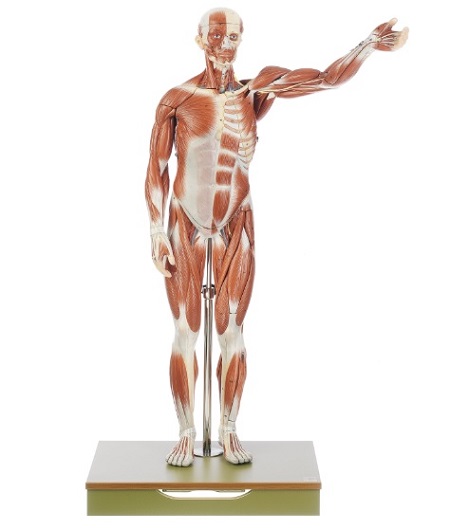 Mô hình giải phẫu cơ nam giới hãng Samso - Đức