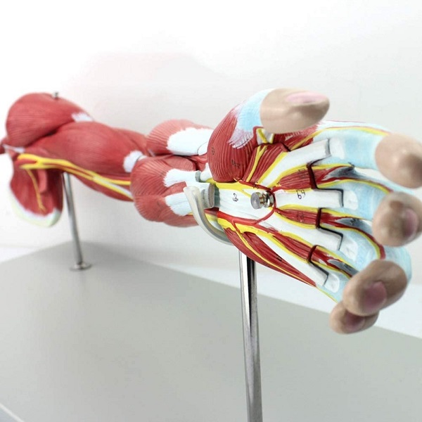 Mô hình giải phẫu cơ the người