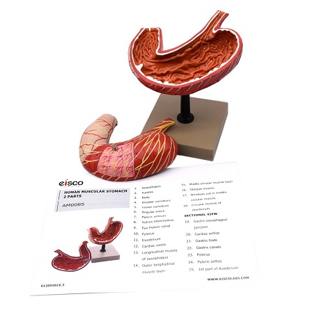 MÔ HÌNH GIẢI PHẪU DẠ DÀY 2 PHẦN 3D