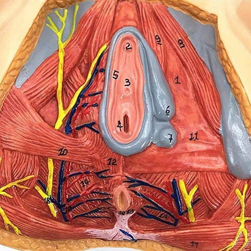 MÔ HÌNH GIẢI PHẪU HỆ CƠ ĐÁY CHẬU NỮ