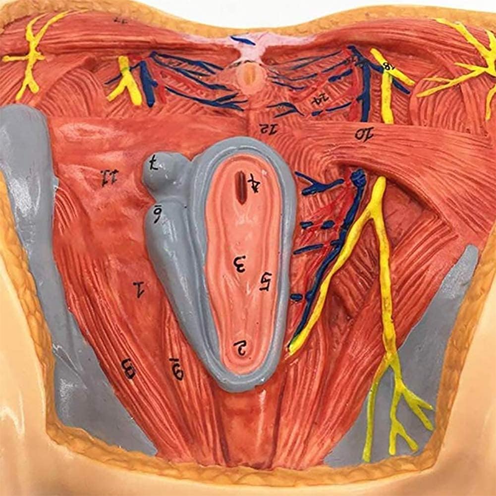 MÔ HÌNH GIẢI PHẪU HỆ CƠ ĐÁY CHẬU NỮ