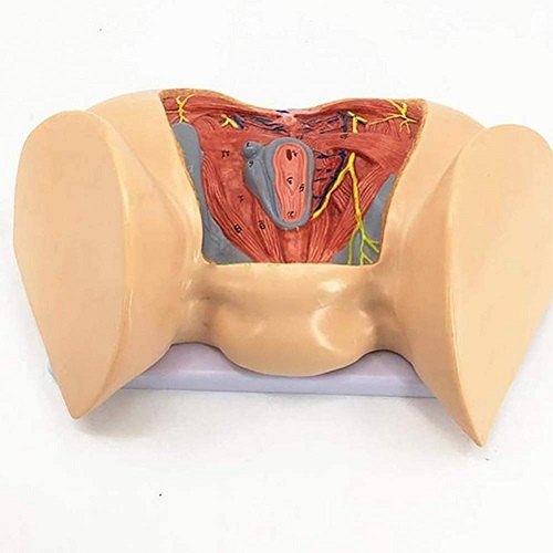 MÔ HÌNH GIẢI PHẪU HỆ CƠ ĐÁY CHẬU NỮ