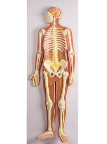 MÔ HÌNH GIẢI PHẪU HỆ THẦN KINH C240 ERLER ZIMMER