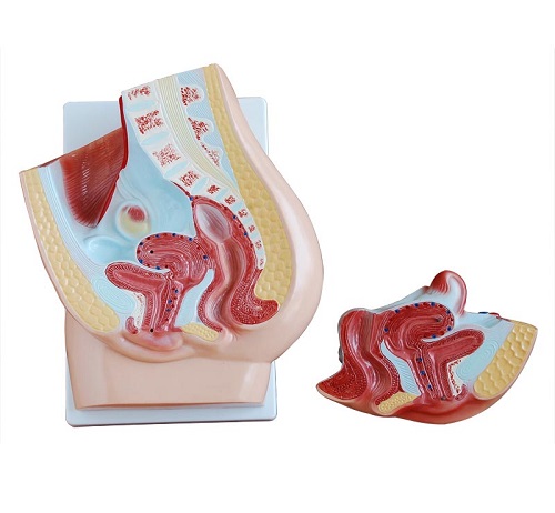 MÔ HÌNH GIẢI PHẪU KHUNG CHẬU NỮ KÍCH THƯỚC THẬT 2 PHẦN