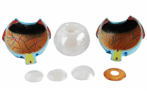 MÔ HÌNH GIẢI PHẪU MẮT CÁC LOẠI PHÓNG TO GIÁ RẺ NHẤT