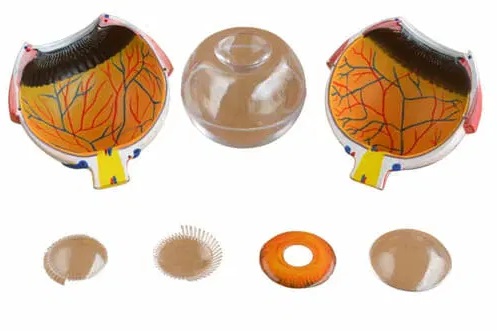 MÔ HÌNH GIẢI PHẪU MẮT CÁC LOẠI PHÓNG TO 6 LẦN