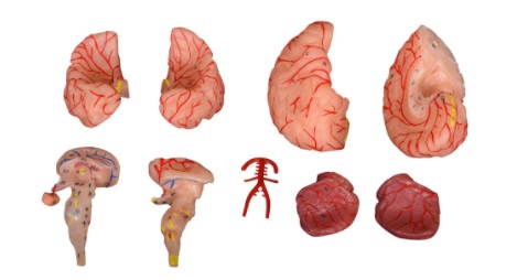 MÔ HÌNH GIẢI PHẪU NÃO NGƯỜI 9 PHẦN XC-308D