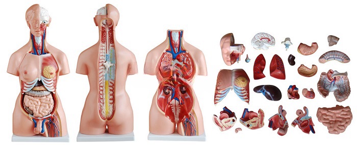 MÔ HÌNH GIẢI PHẪU NGƯỜI